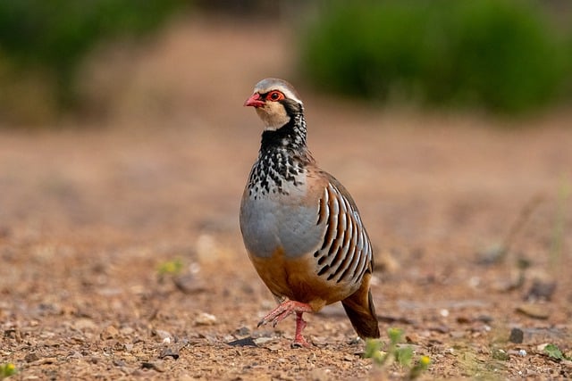 Red partridge