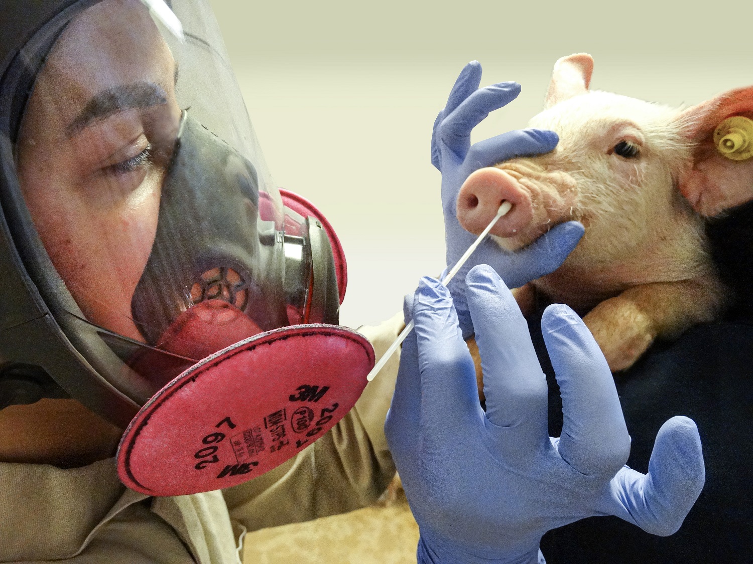 gripe porcina