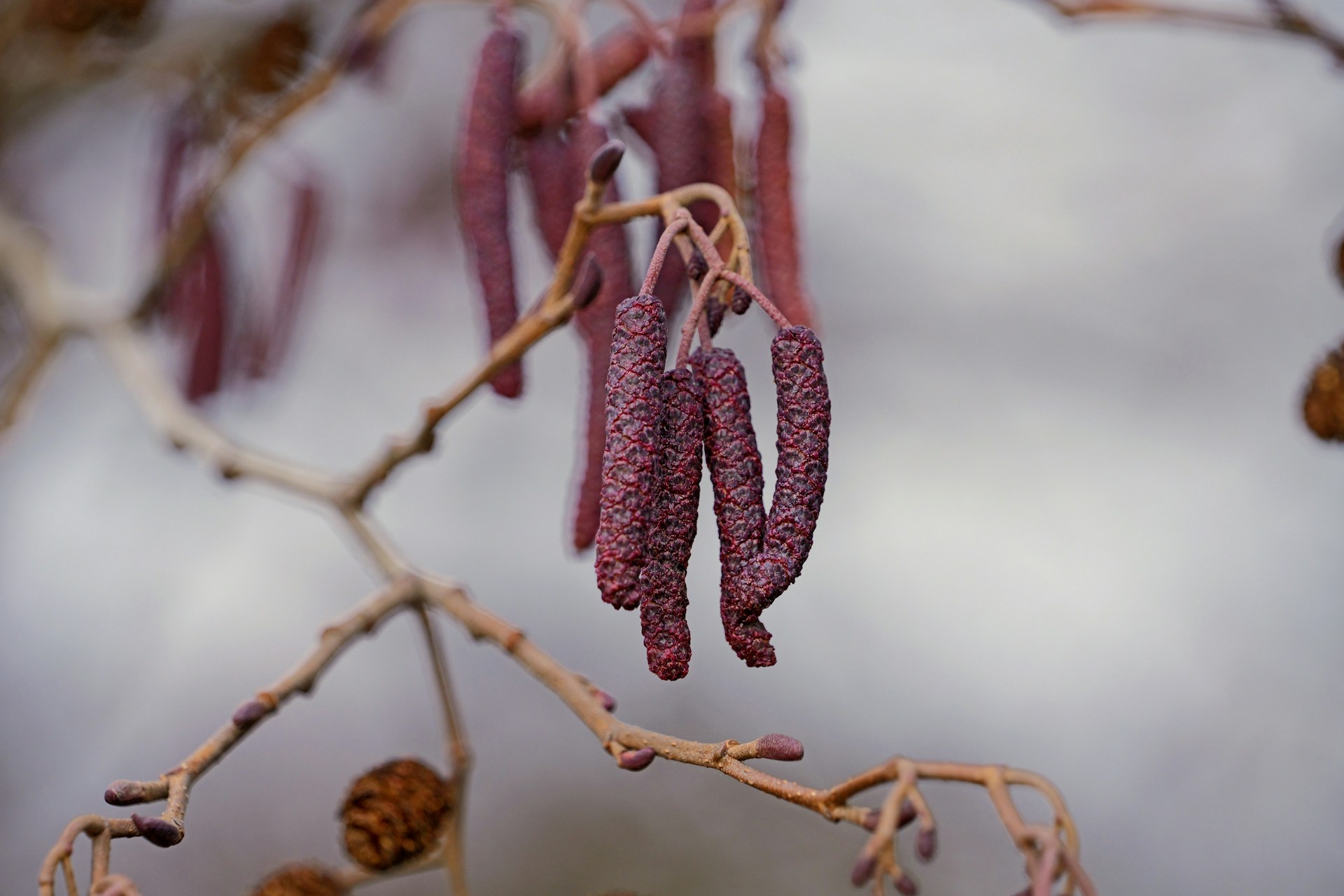 Seeds