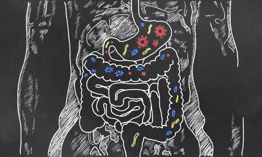 Microbiota