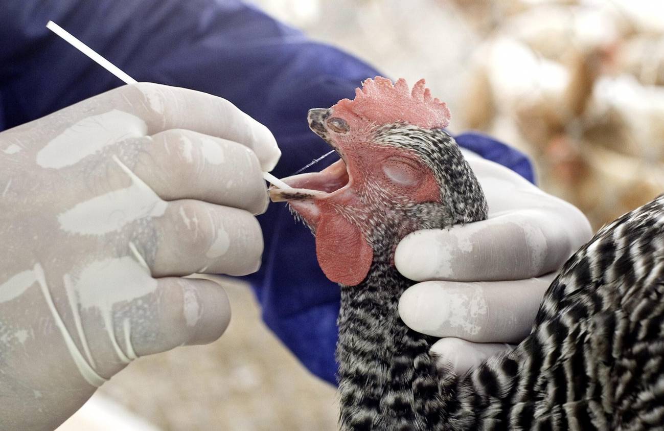 avian influenza