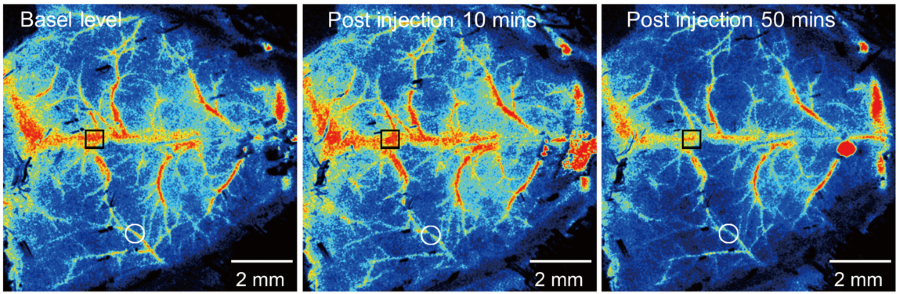 immune cells brain mice