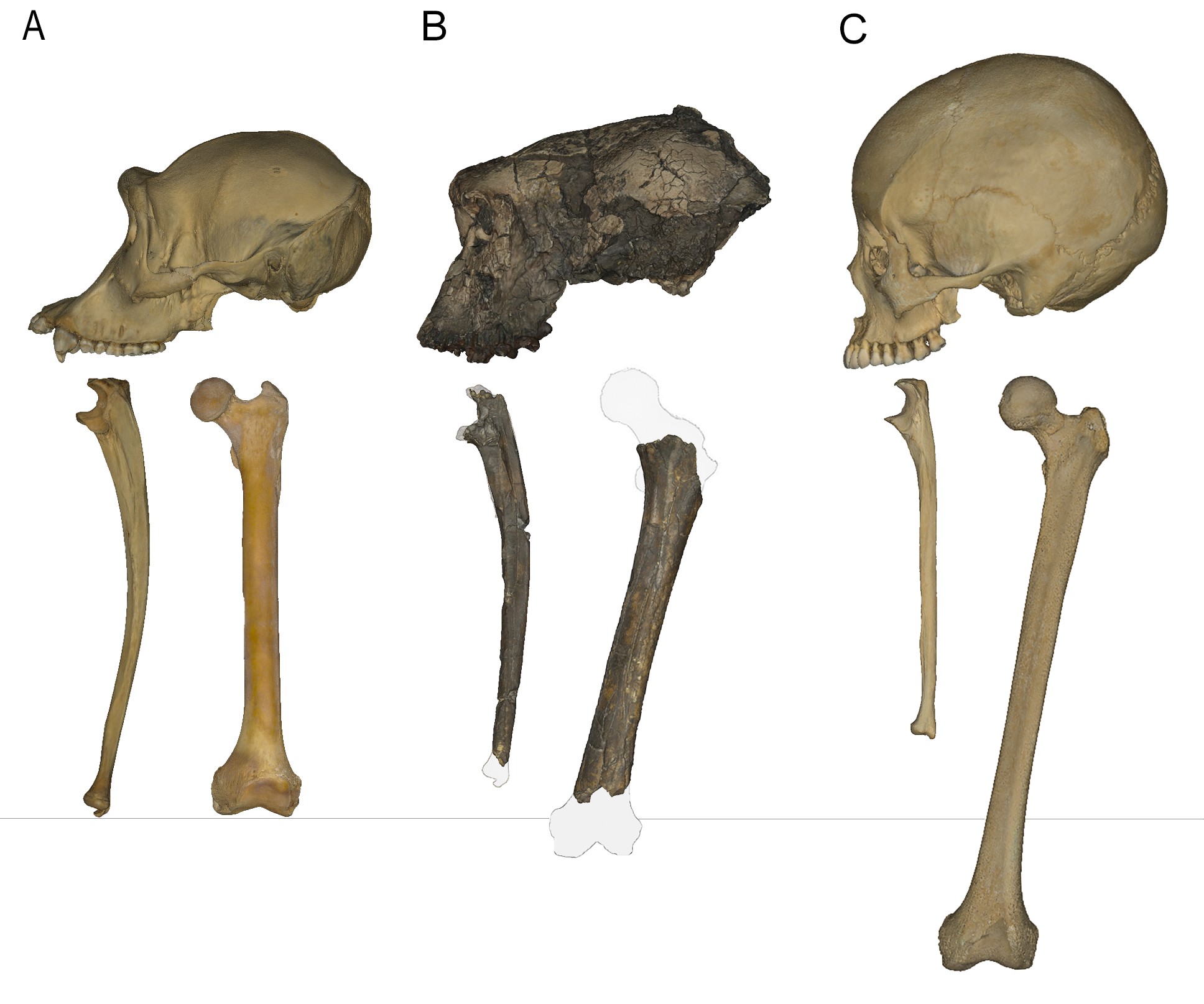 New Limb Evidence Confirms Sahelanthropus Tchadensis As The Earliest 