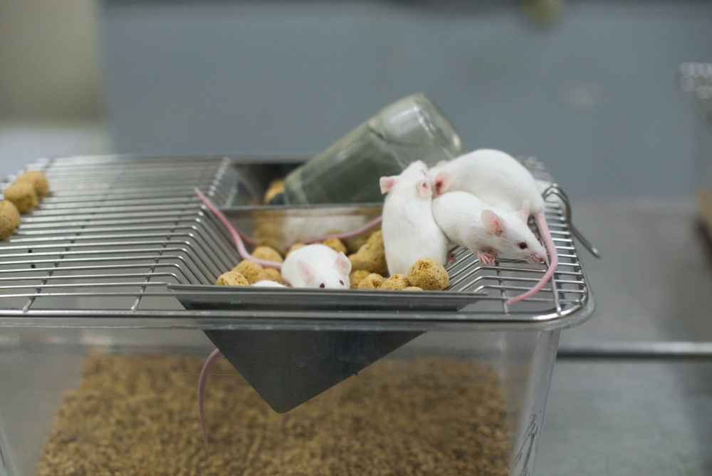 Laboratory mice.
