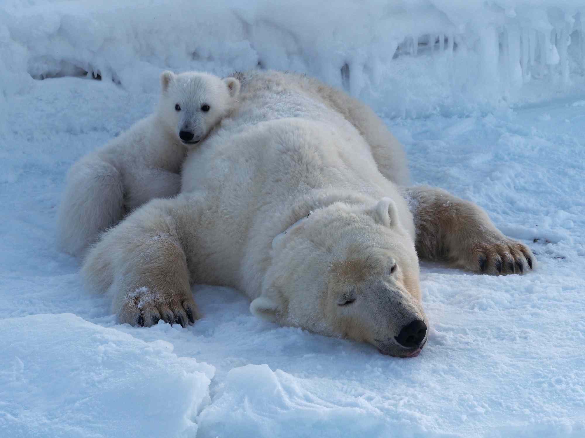 polar bears