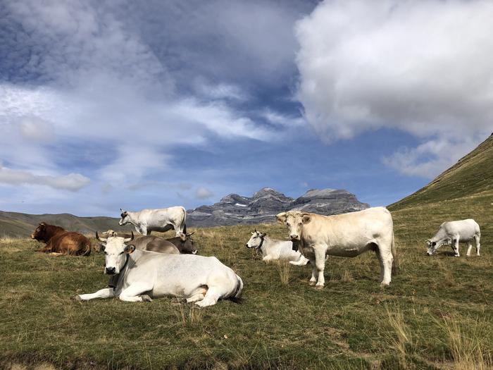 Cows grazing in a meadow