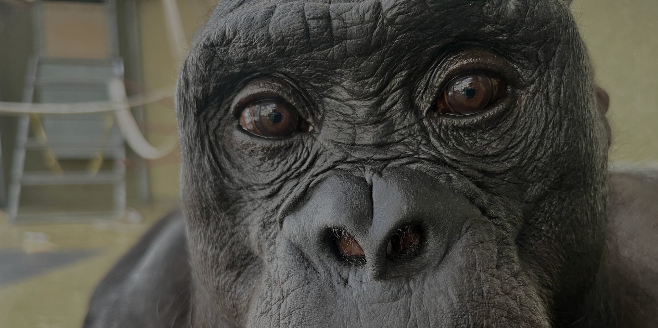 Kanzi - Ape Initiative