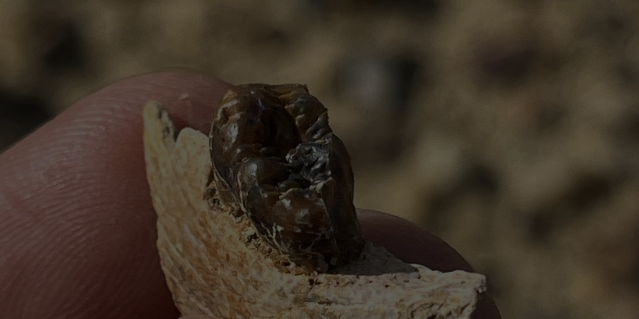 Masripithecus moghraensis 