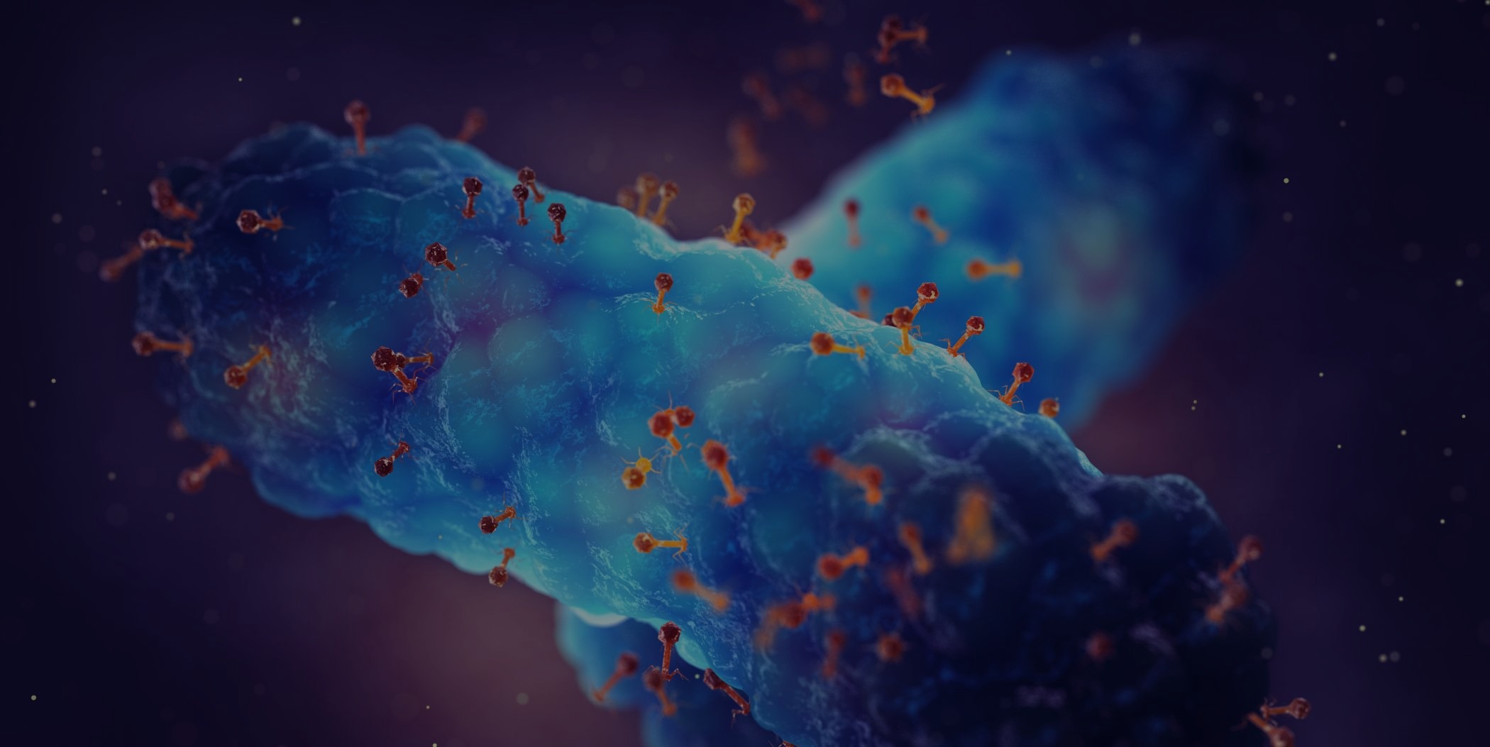 bacteria