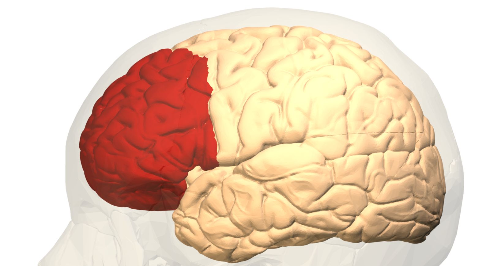 brain