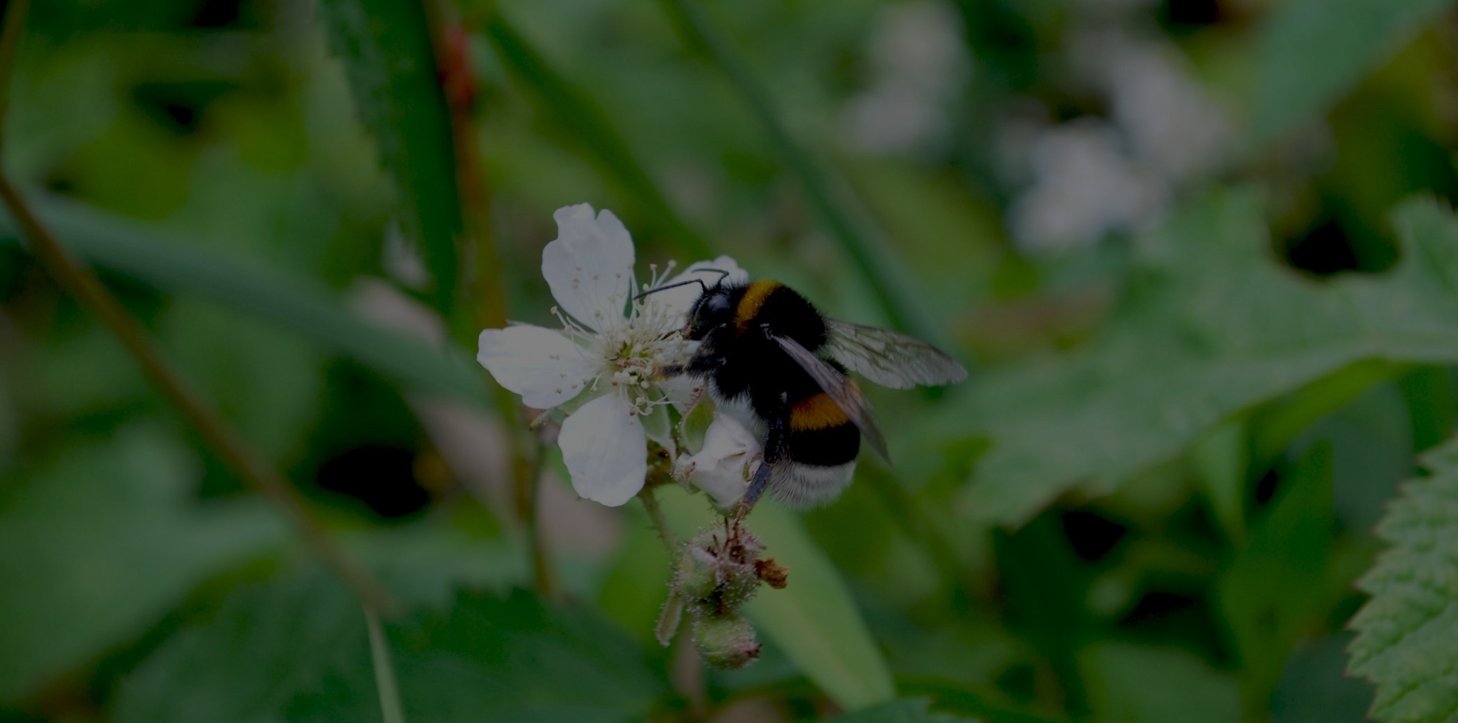 abeja