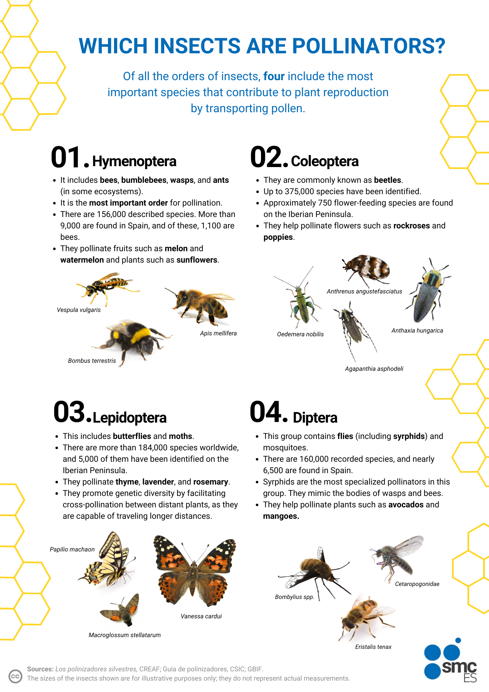 Infographic of insect species that pollinate