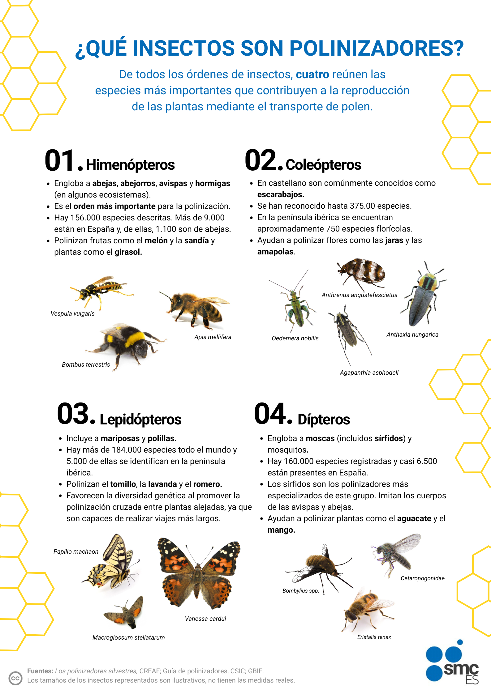 Infografía sobre los insectos polinizadores