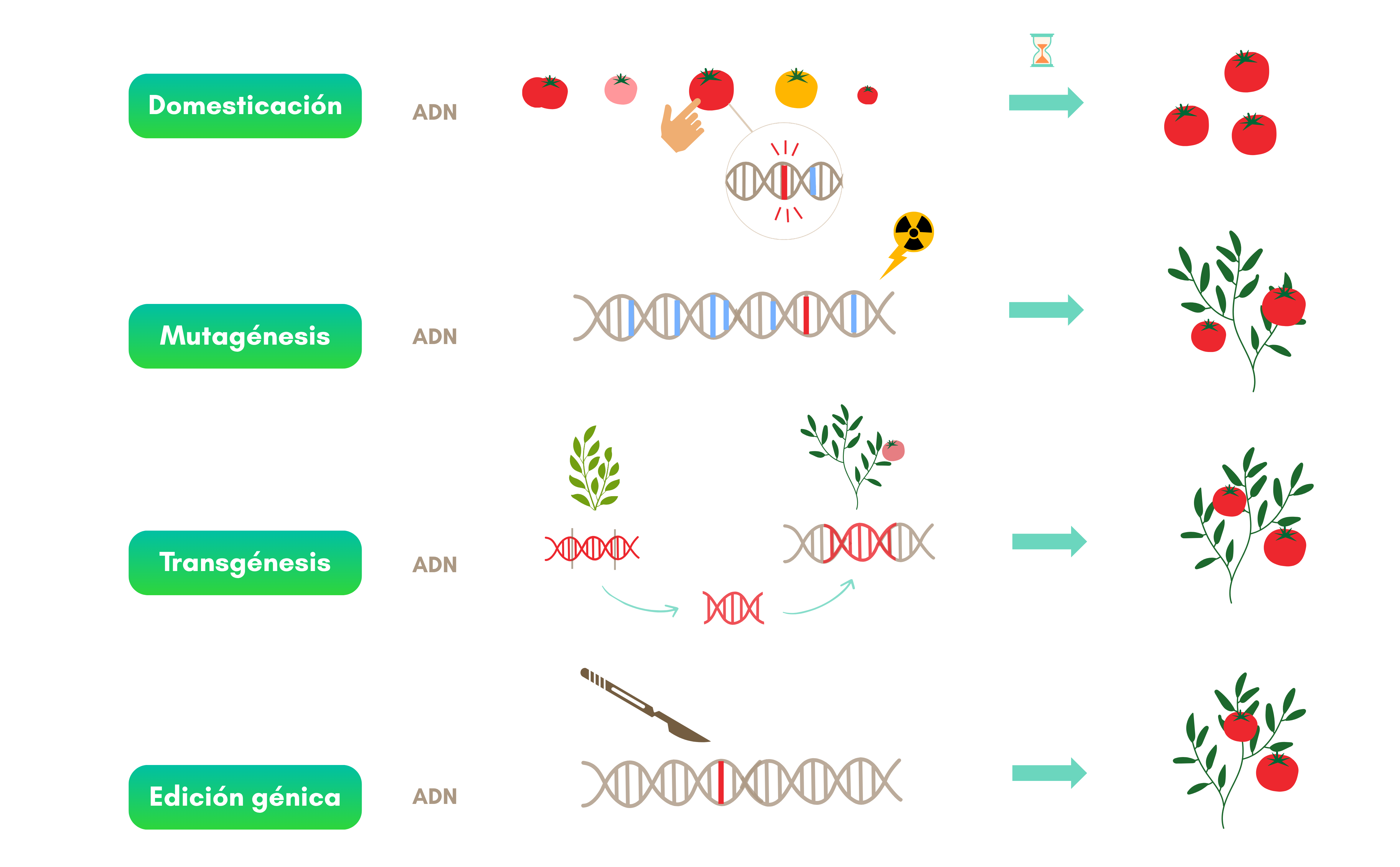 Infográfica biotecnología vegetal