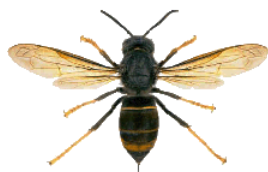 avispa asiática