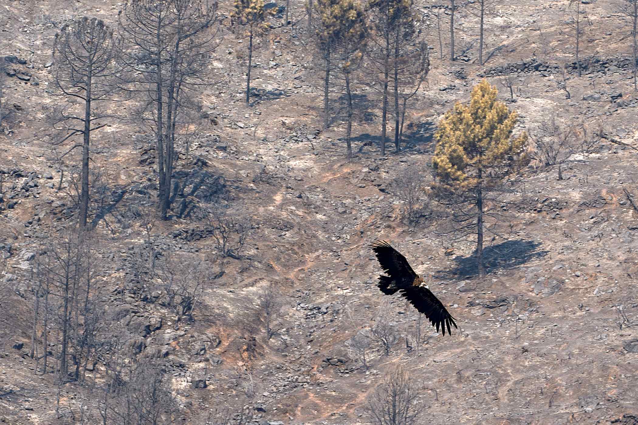 Buitre sobrevuela incendio