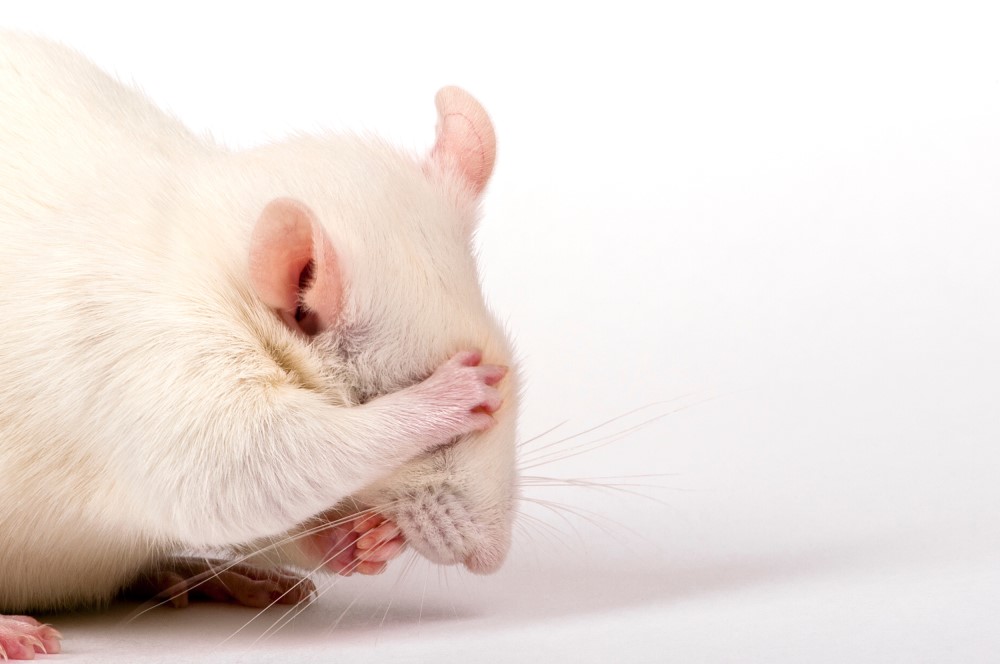 in mice