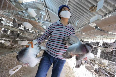 Un empleado del criadero de palomas XinRong traslada unas palomas en Shangai (China). / EFE