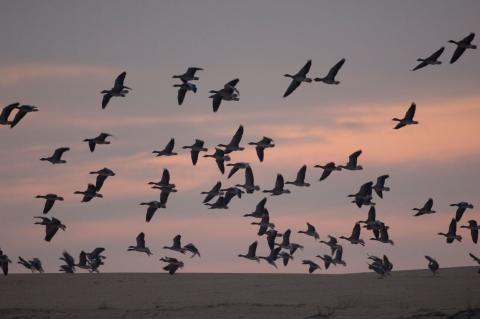 aves en Doñana