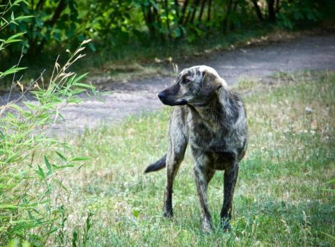 Perros en Chernóbil