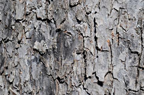 bark