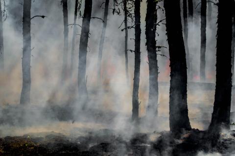 incendio forestal