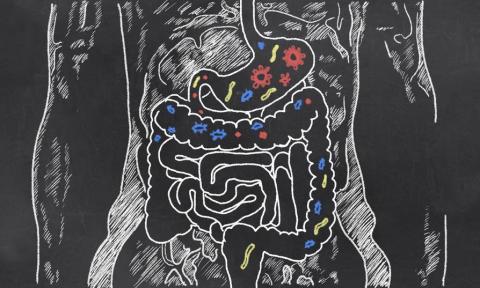 Microbiota