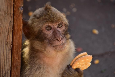 Mono de Gibraltar comiendo una galleta