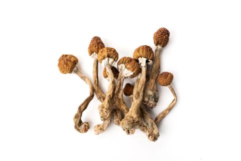 Dried hallucinogenic mushrooms
