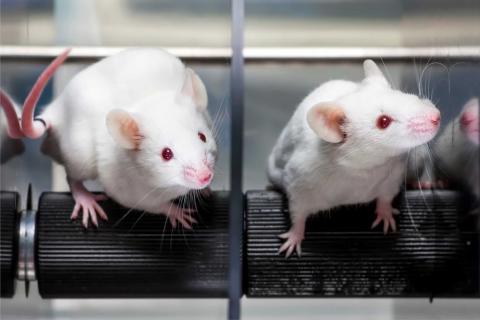 ratones