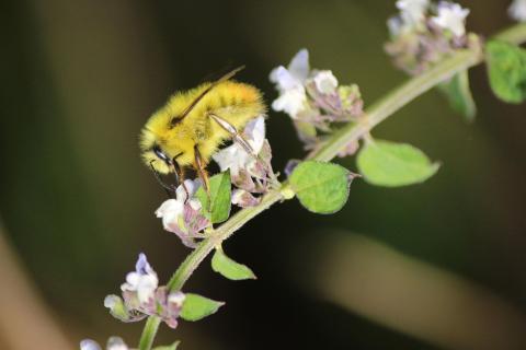 bee on flower