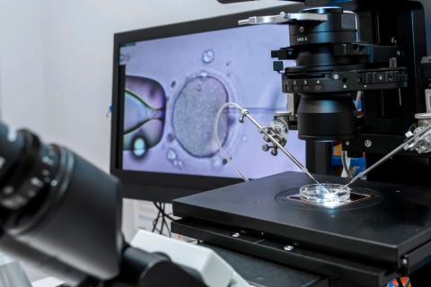 IVF