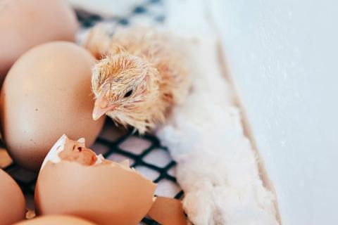 chick