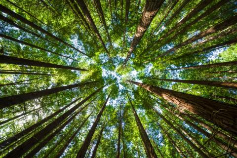 bosque