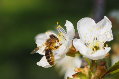Abeja