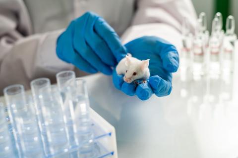 lab mouse