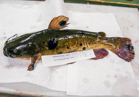 Fish