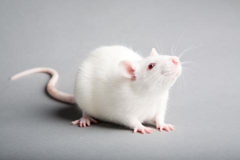 mice
