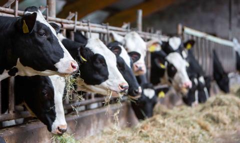 cows