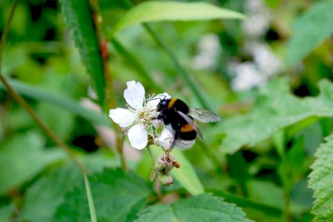 bee