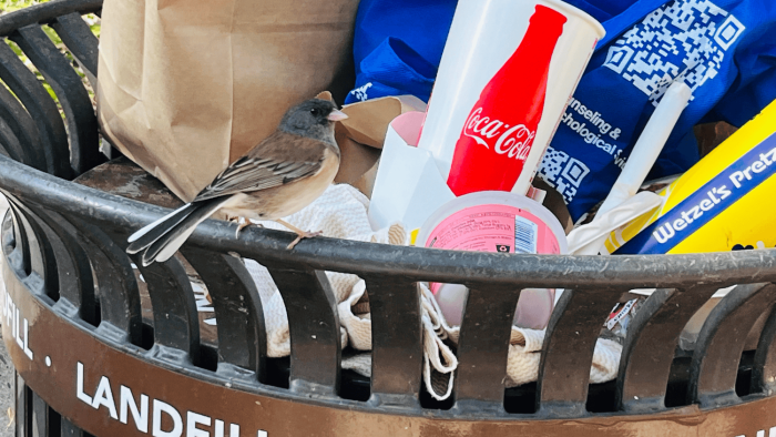 The absence of human activity during pandemic lockdowns altered the peaks of a bird species A specimen of the dark-eyed junco bird on a rubbish bin.