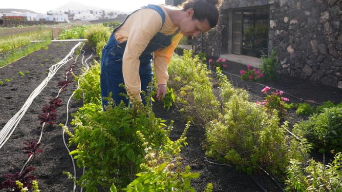 Woman farmer with her harvest in jable and volcanic sands in Lanzarote Island 