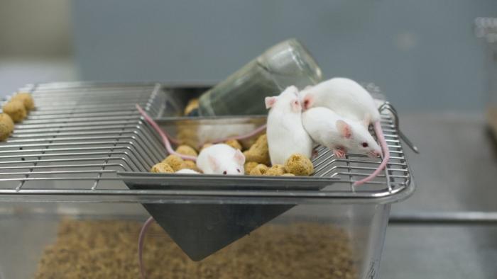 A study in mice shows that periodic fasting may improve treatment for hormone-dependent breast cancer Laboratory mice.