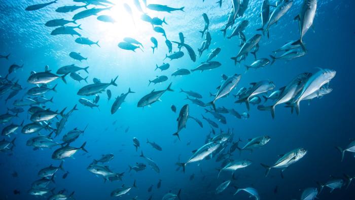 Las olas de calor marinas provocan un descenso de casi el 20 % anual en la biomasa de peces peces