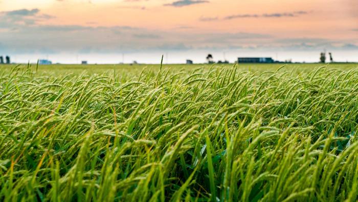 cultivo de arroz en el Delta del Ebro