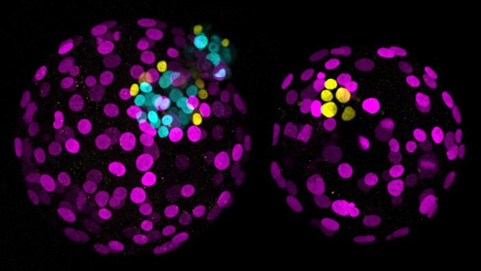 embryos