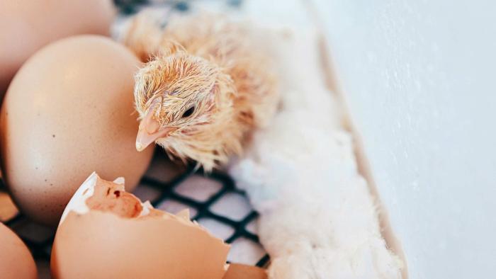 pollito