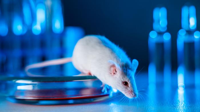 ratón