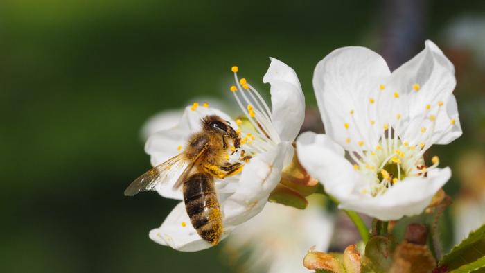 Abeja
