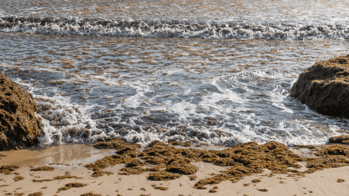 alga invasora